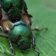 Phyllopertha horticola